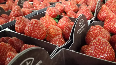 AI-driven crop prediction