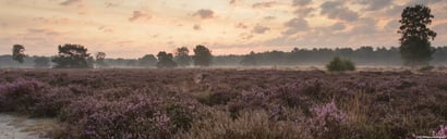 Gemeente Maashorst: harmonisatie & optimalisatie werkprocessen sociaal domein